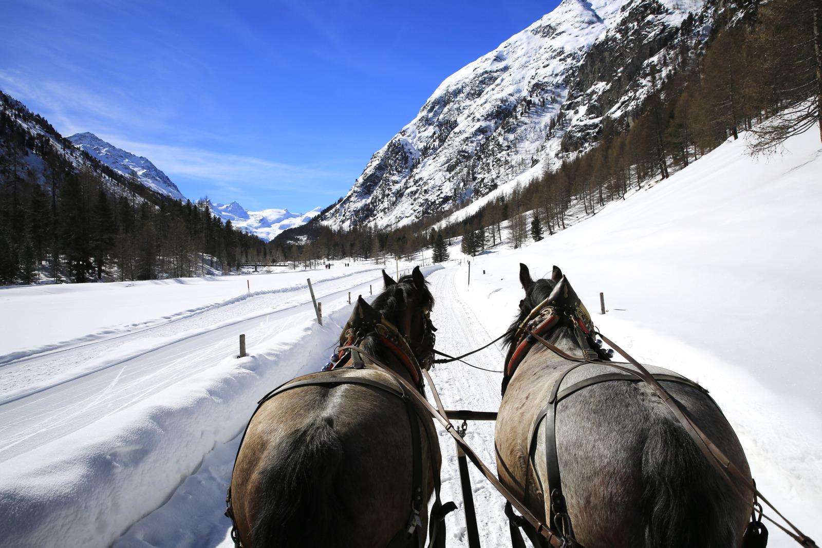 Enjoy the peace and tranquility of the Upper Engadin on a horse-drawn carriage ride