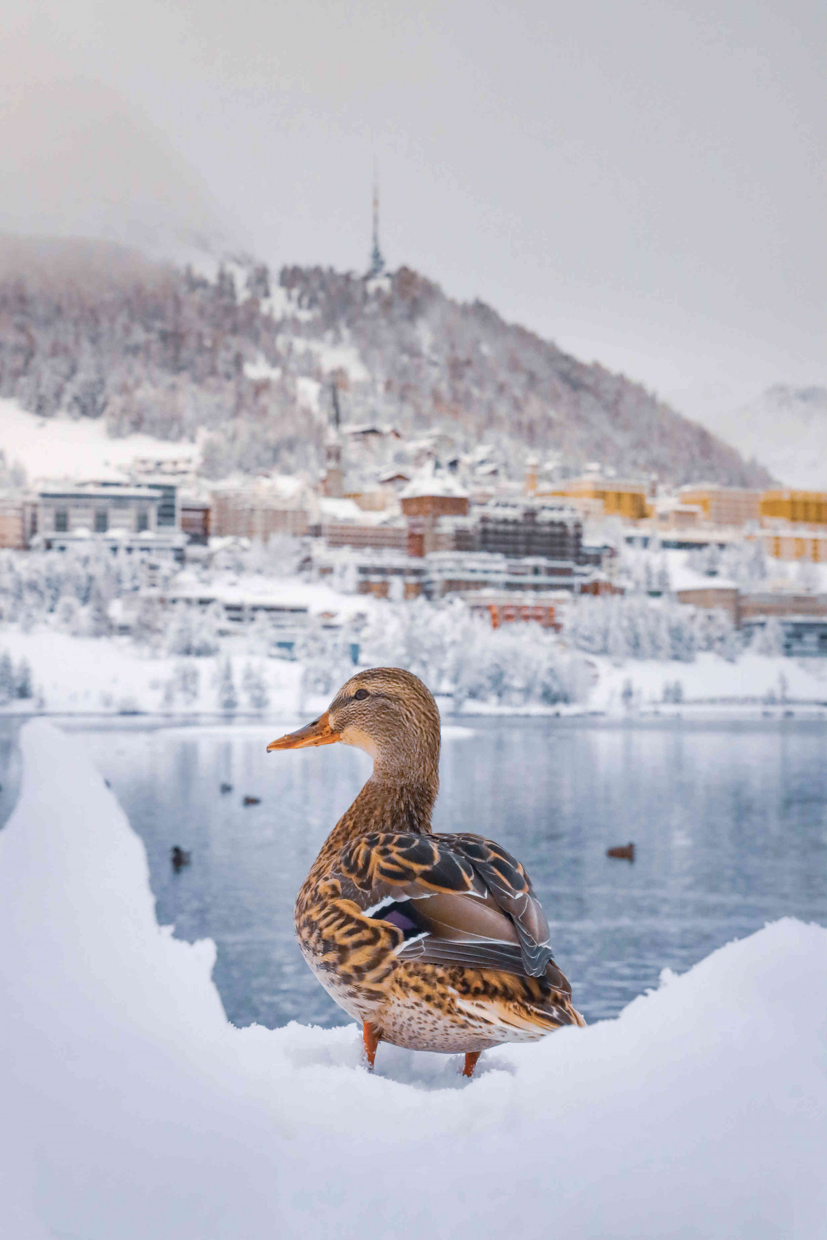 Winter picture of duck at the lake in St Moritz