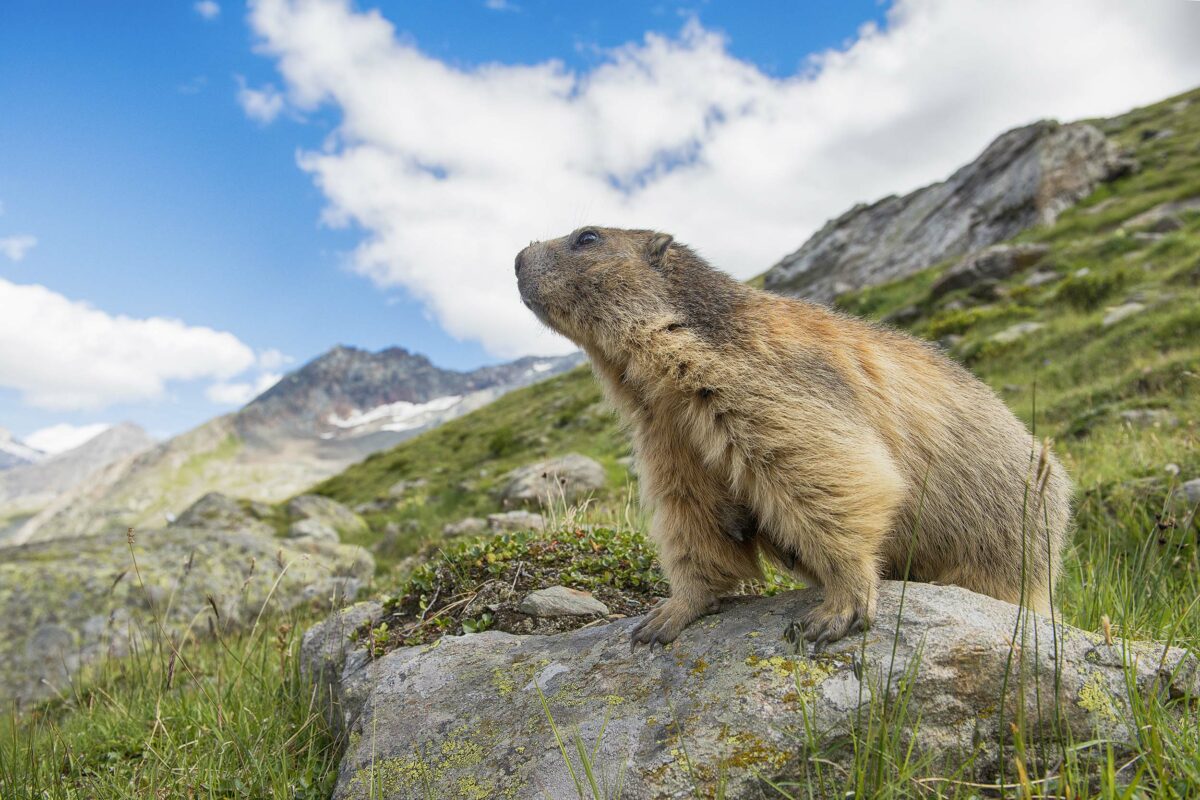 The characterful marmot