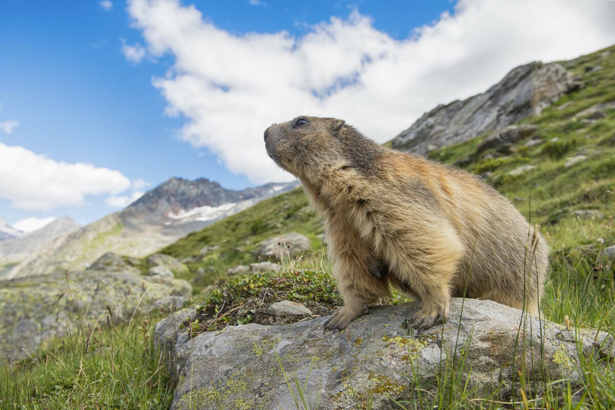 Das Murmeltier im Engadin, St. Moritz 