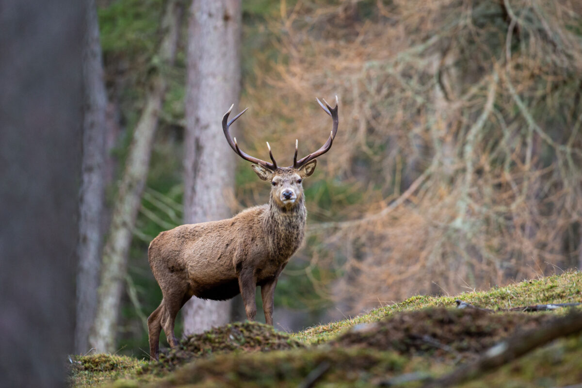 Red deer stag pictured in Scotland