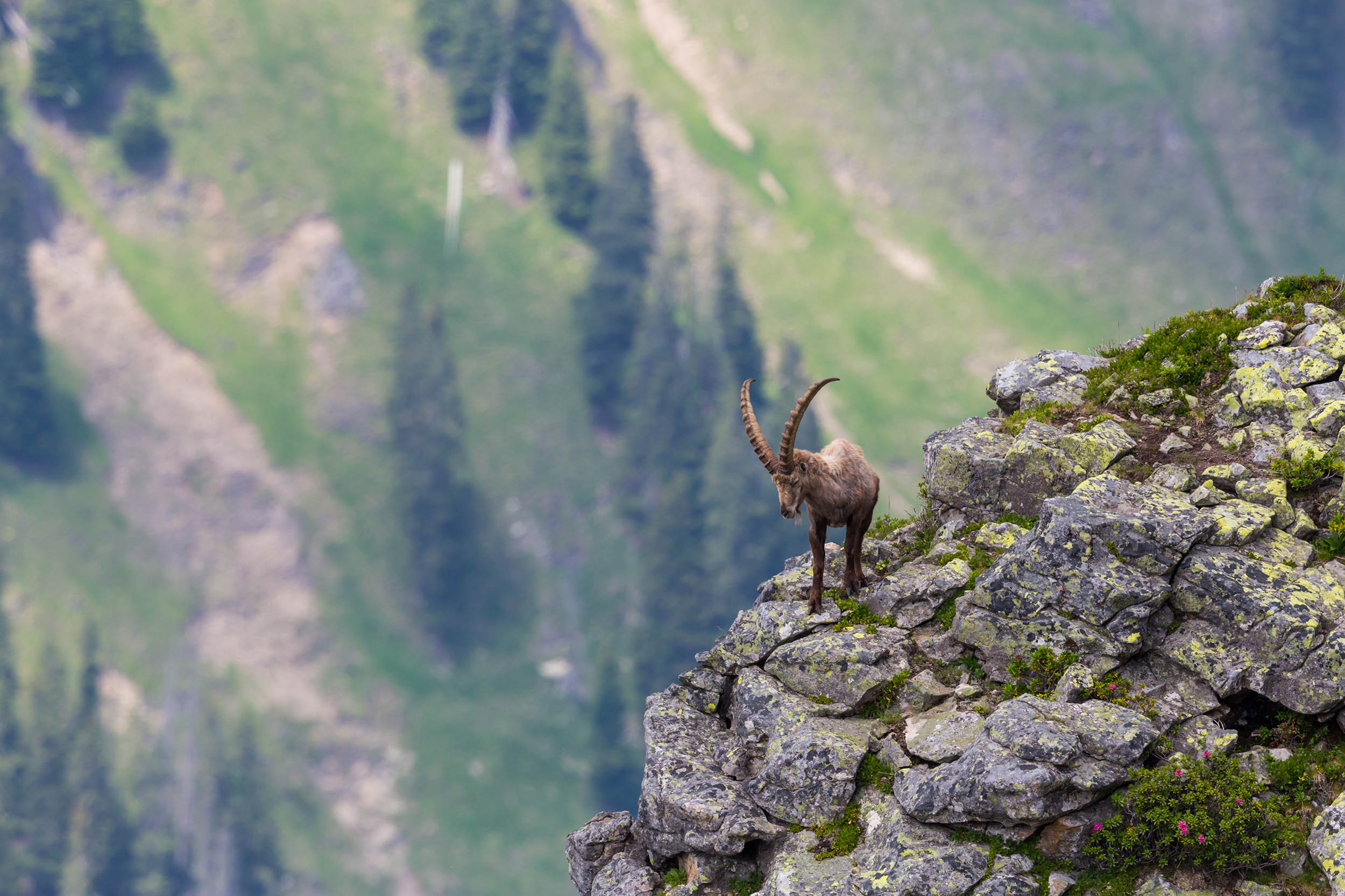 An ibex in the Swiss alps