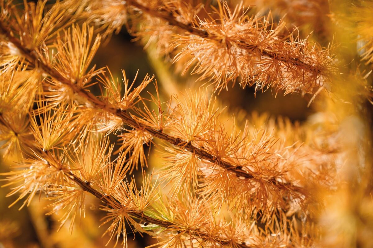 Close-up of the needle-like leaves of a conifer