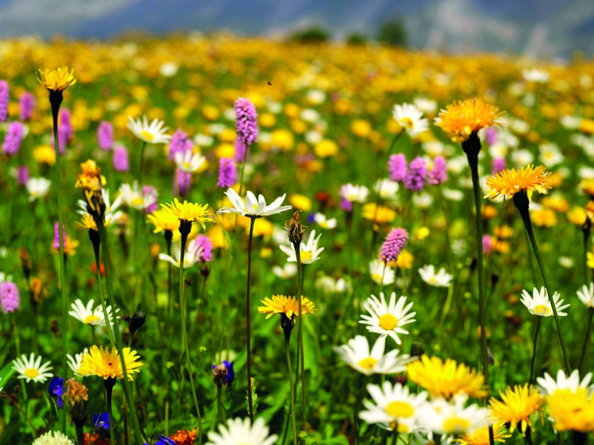 Wild flowers in an Alpine meadow