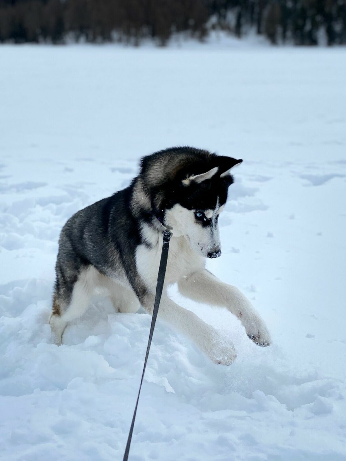 Husky playing in the snow
