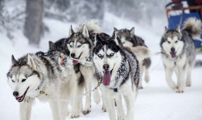 A pack of huskies pulling a sled