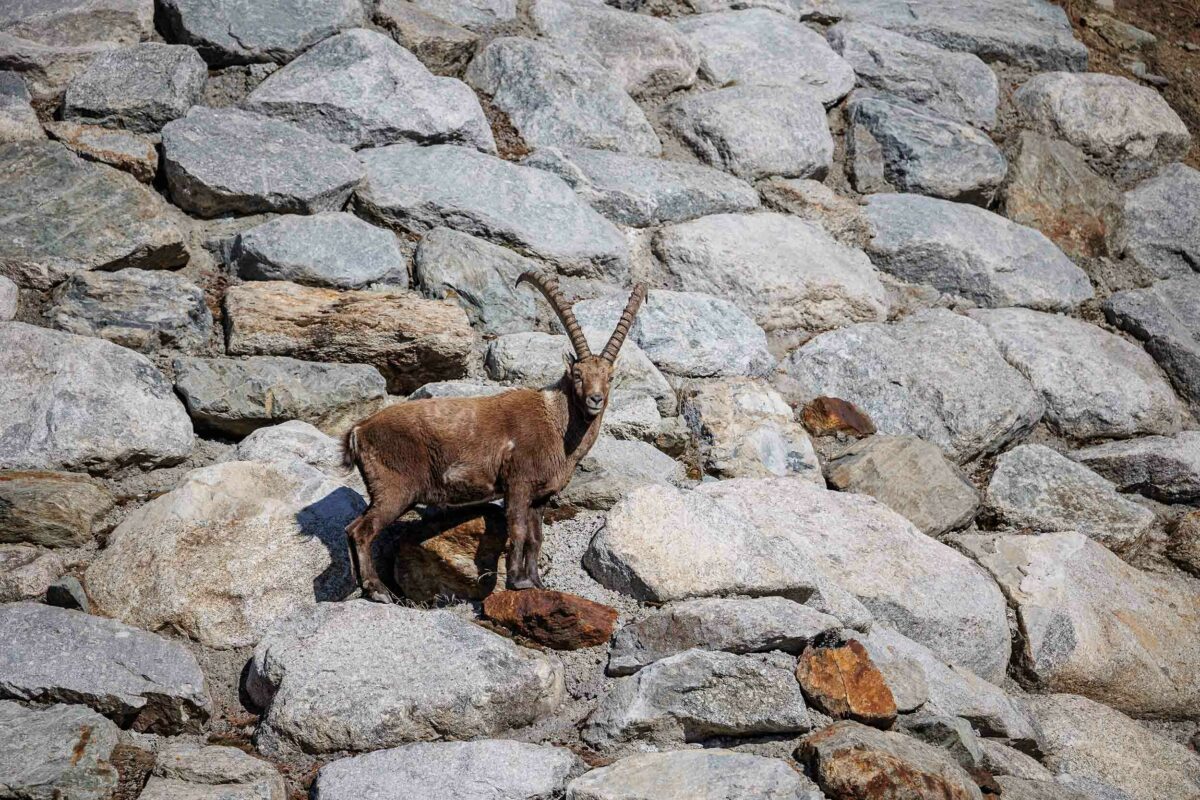 Steinbock am felsigen Berghang