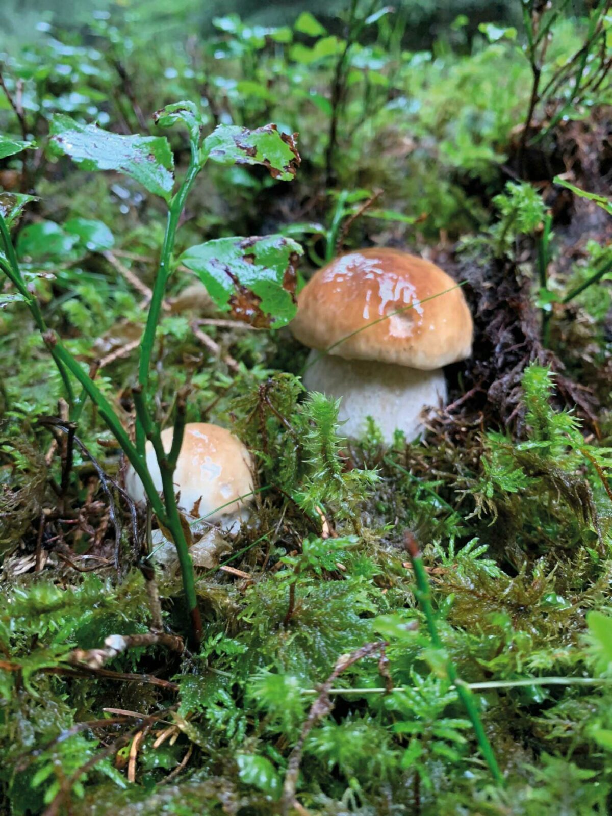 A wild fungi in the woods 