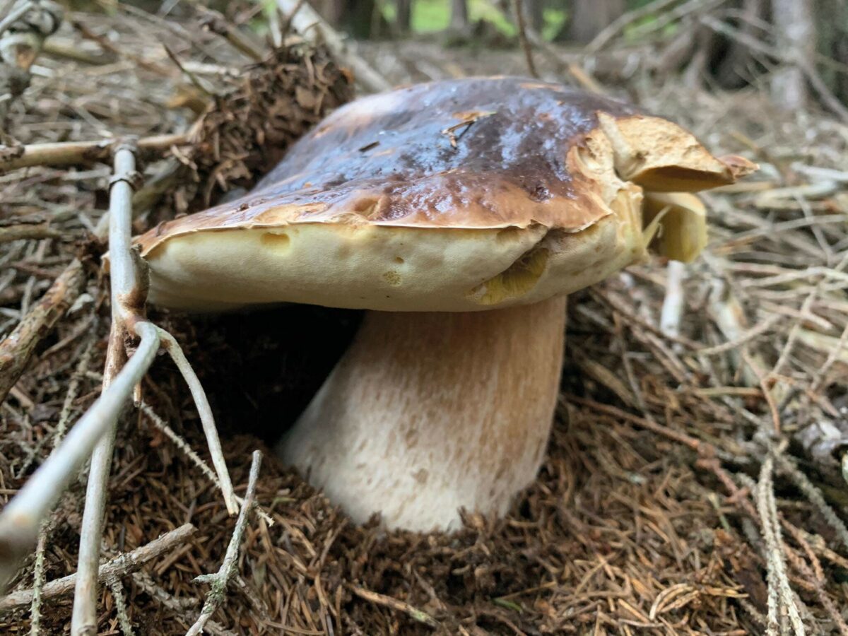 A wild fungi in a St. Mortiz forest 