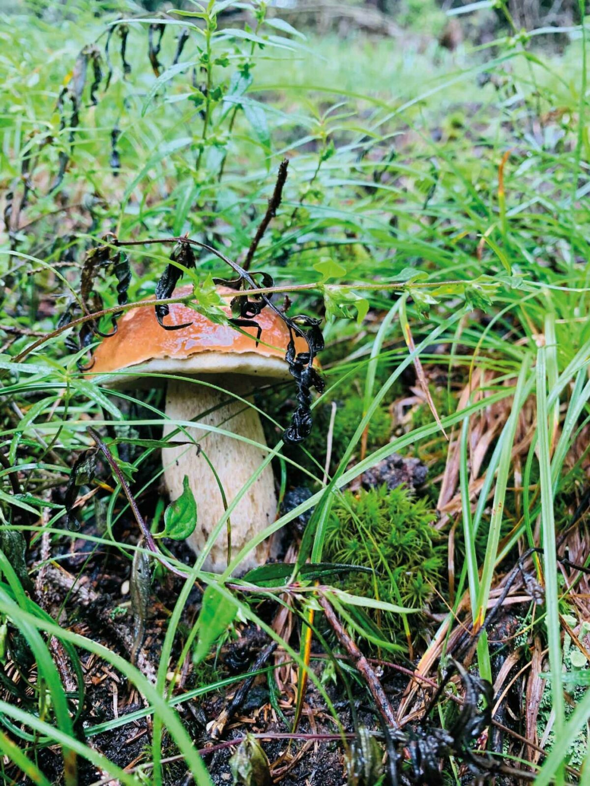 A wild fungi in the woods 