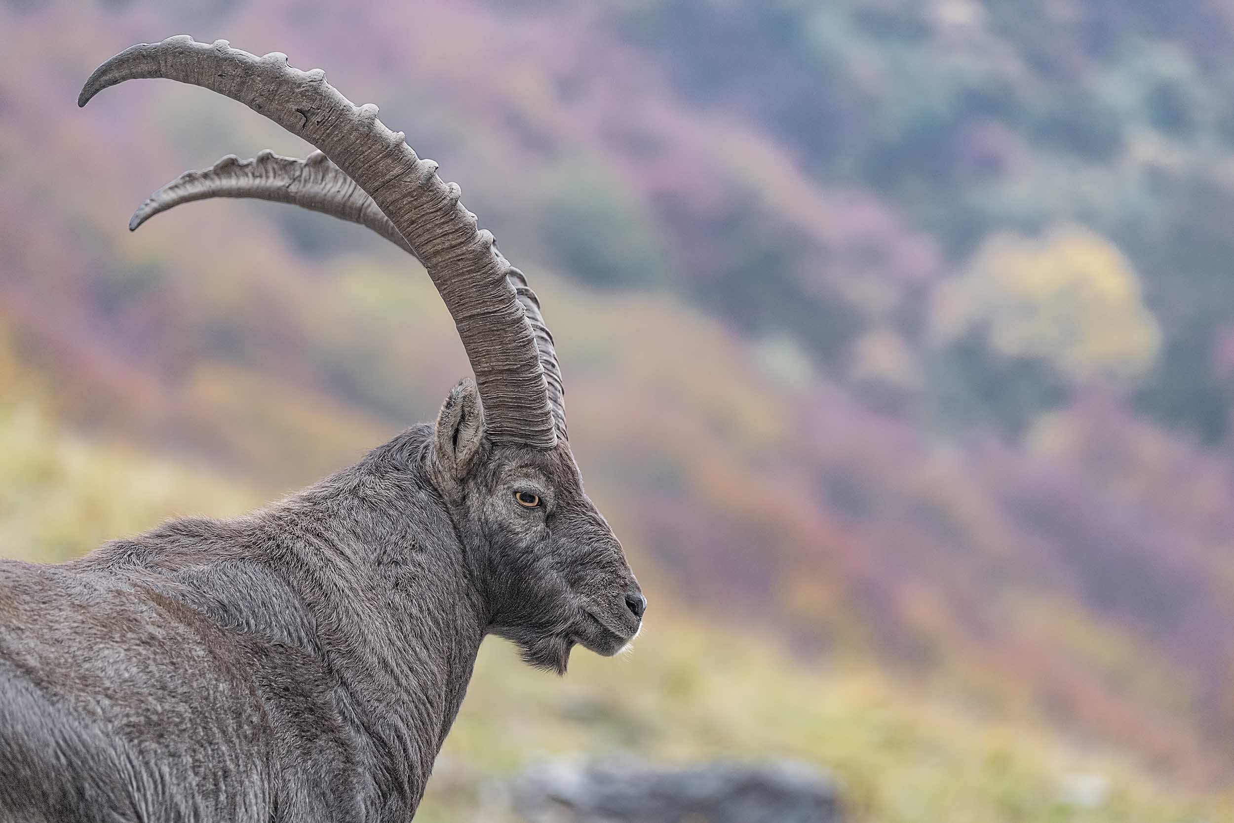 An Ibex stood in front of a mountain