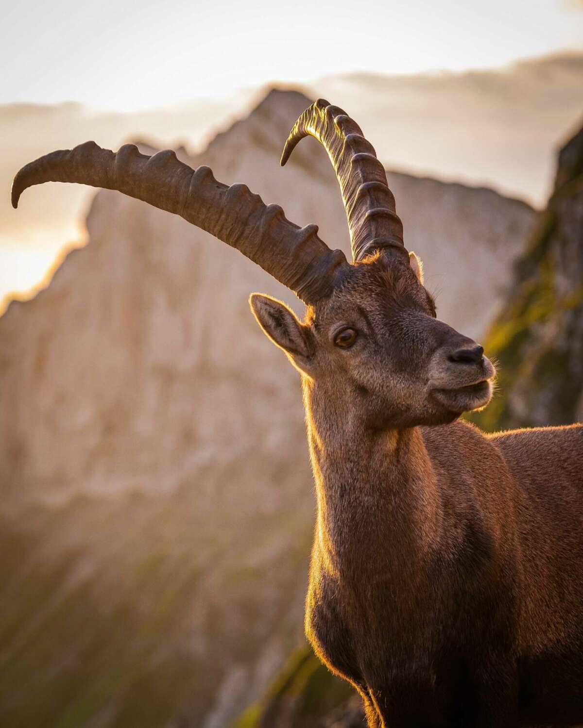 An ibex in the sun