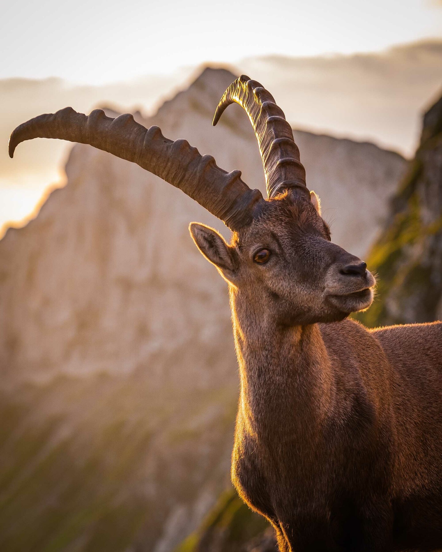 Ein Steinbock in der Morgensonne.