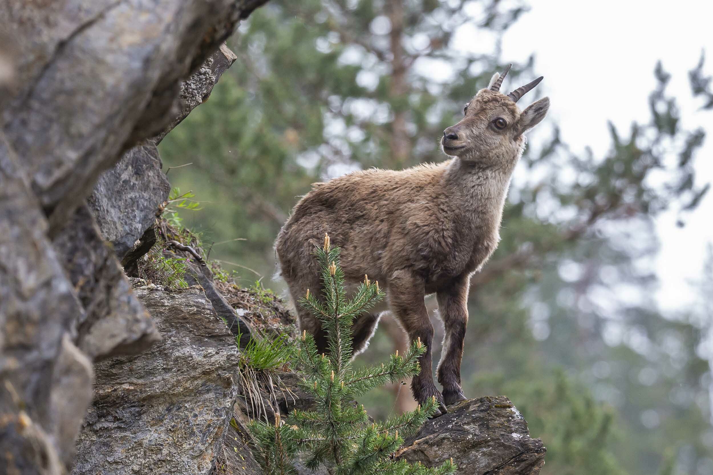 Ein junger Steinbock auf einem Berg.