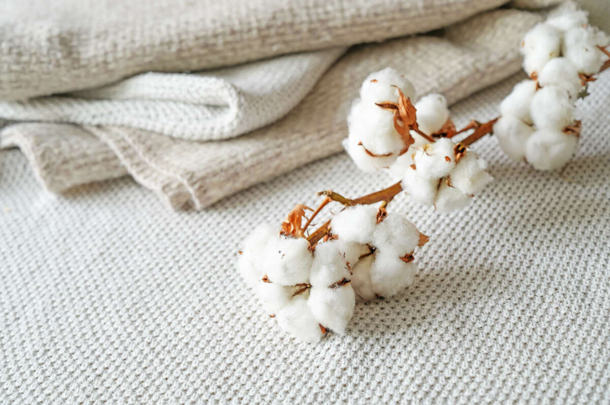 A cotton flower on cotton fabric